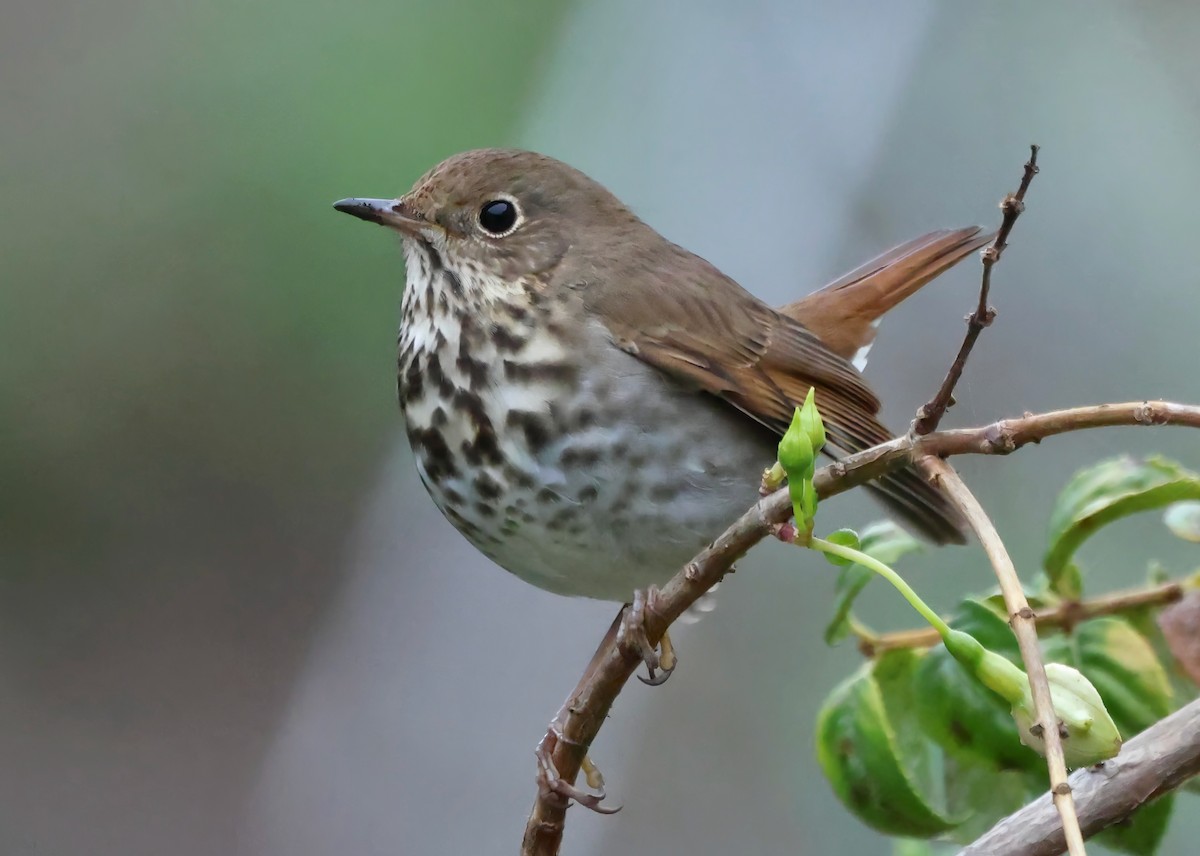Hermit Thrush - ML645195111