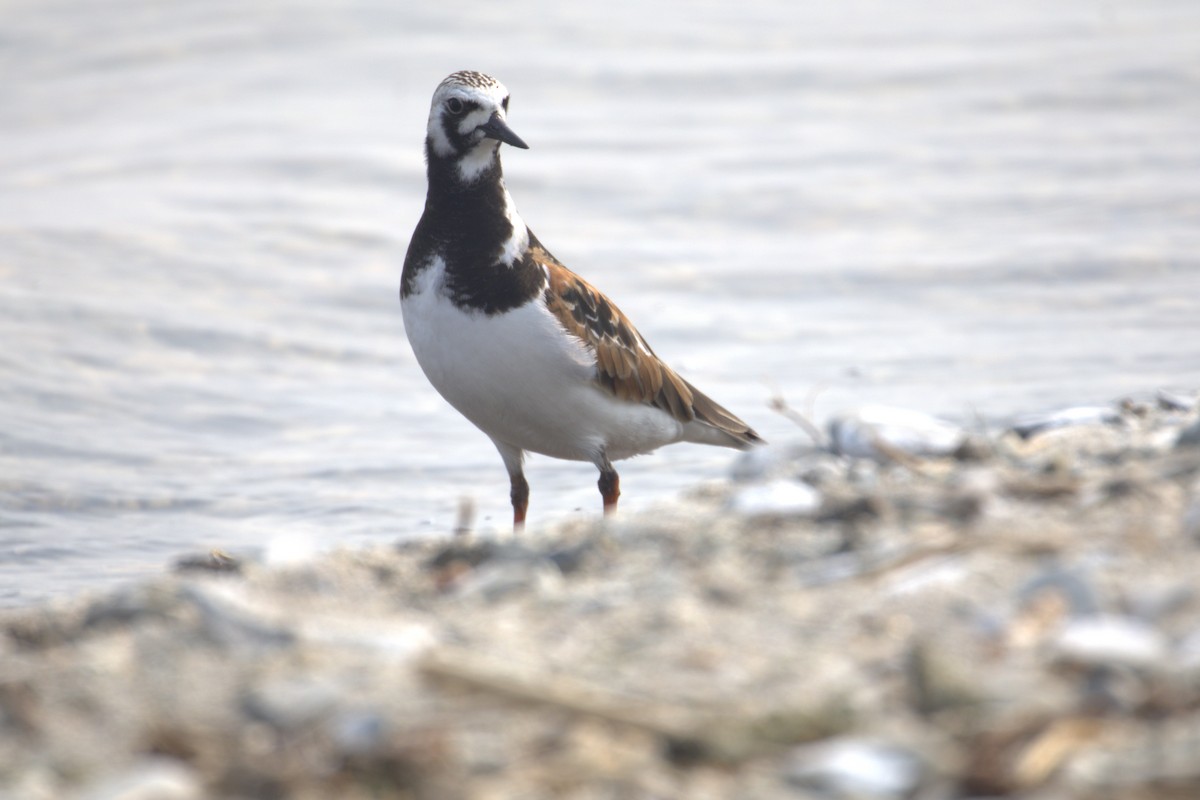Ruddy Turnstone - ML645195115