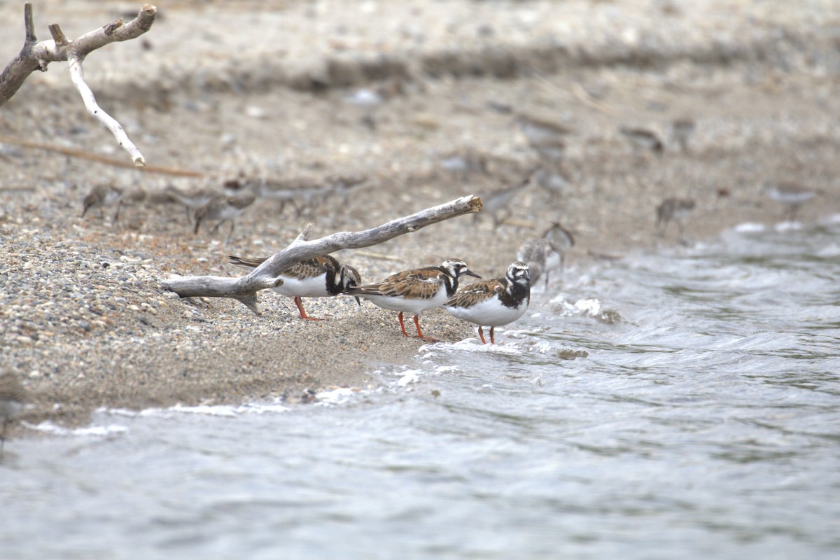 Ruddy Turnstone - ML645195116