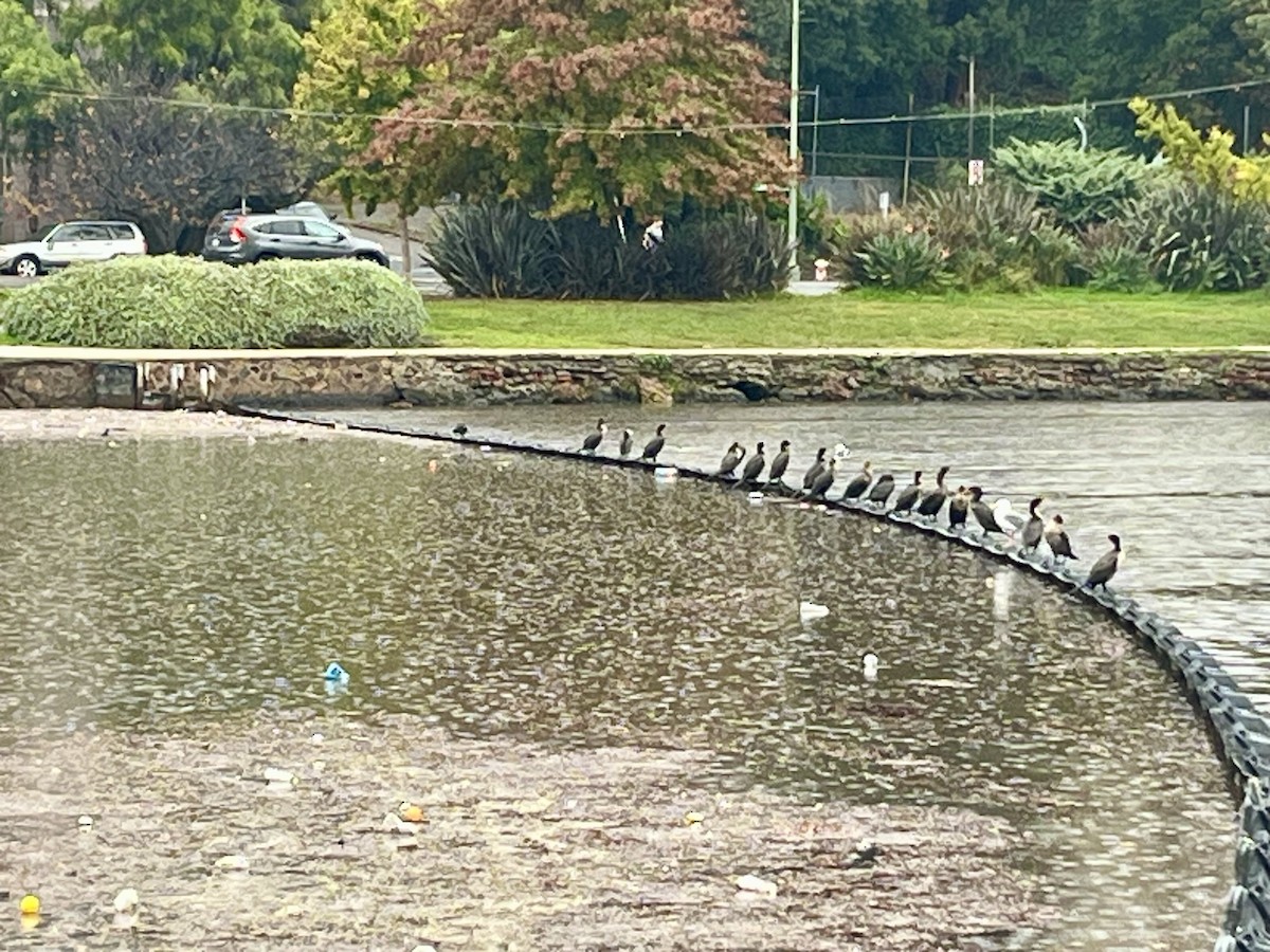 Double-crested Cormorant - ML645195117