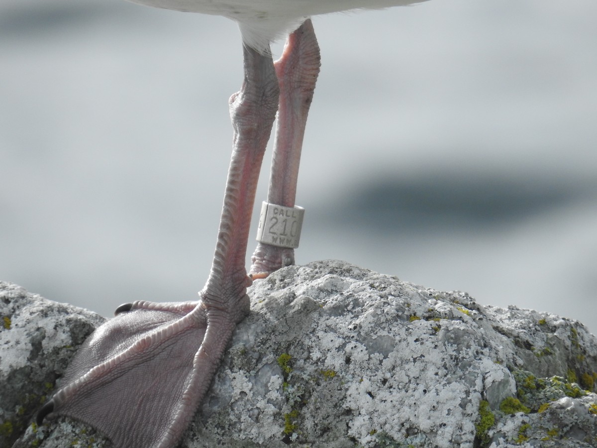 Glaucous-winged Gull - ML645195118