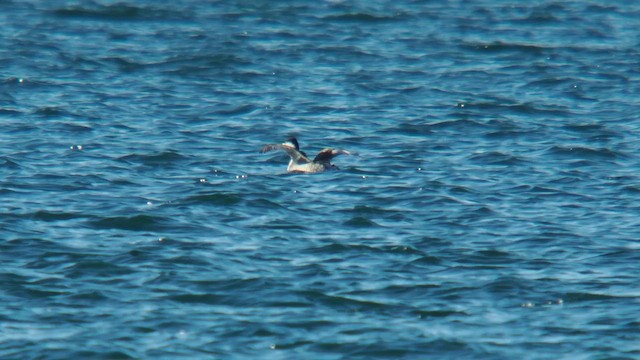 Western Grebe - ML645195119
