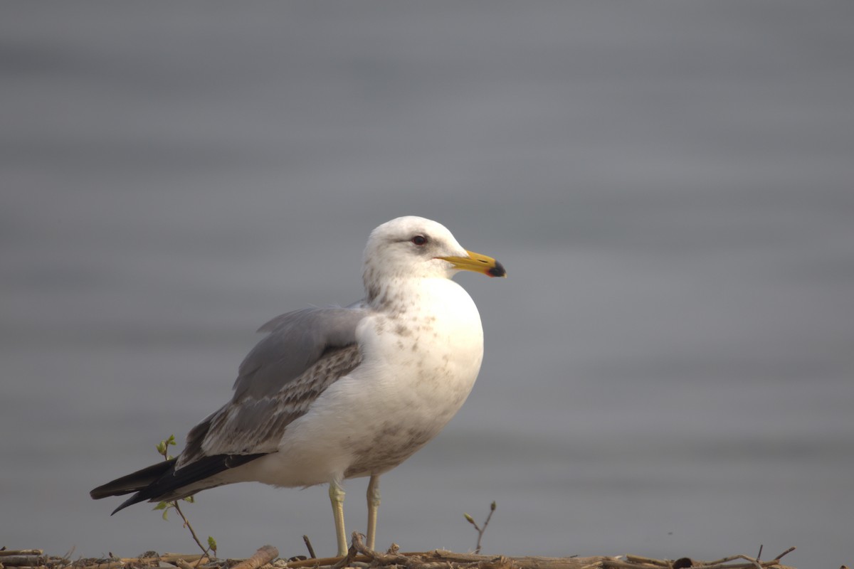 California Gull - ML645195120