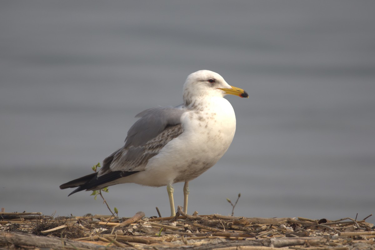 California Gull - ML645195121