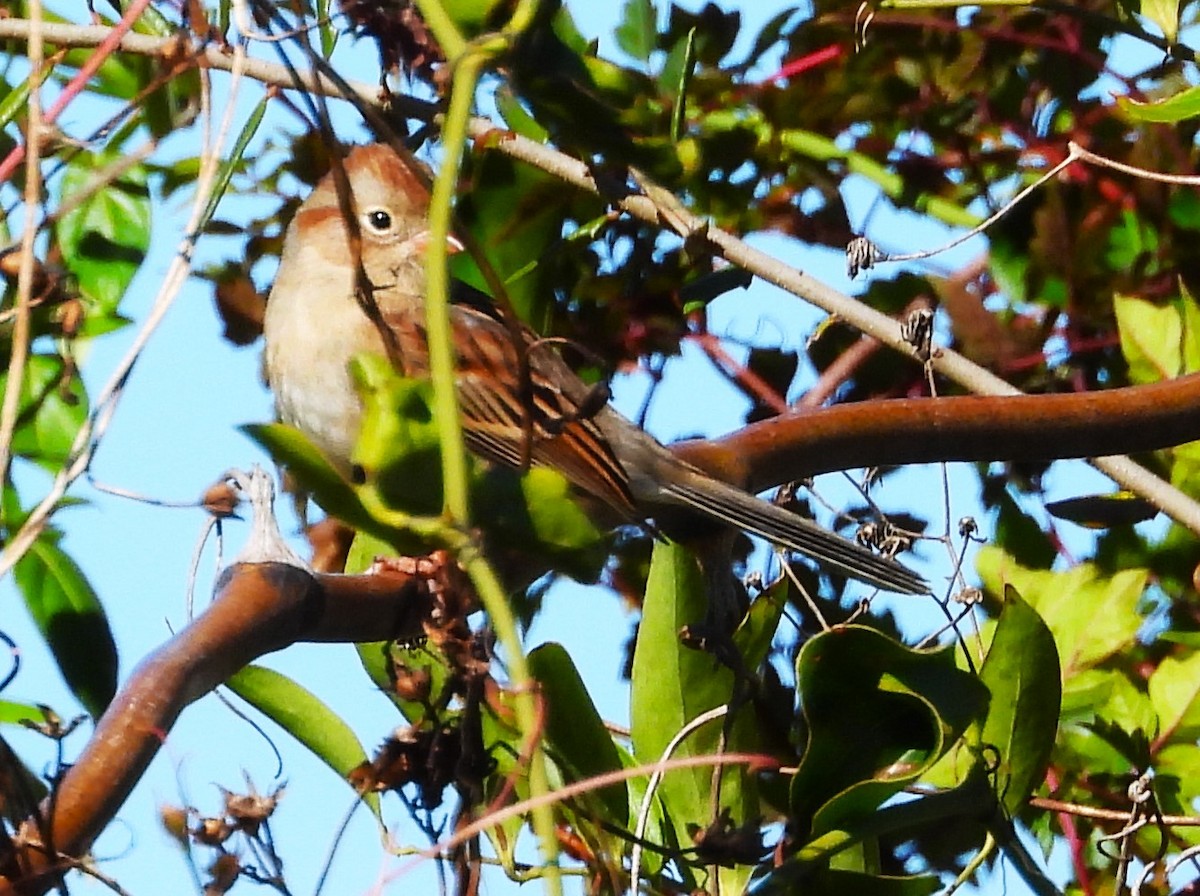Field Sparrow - ML645195123
