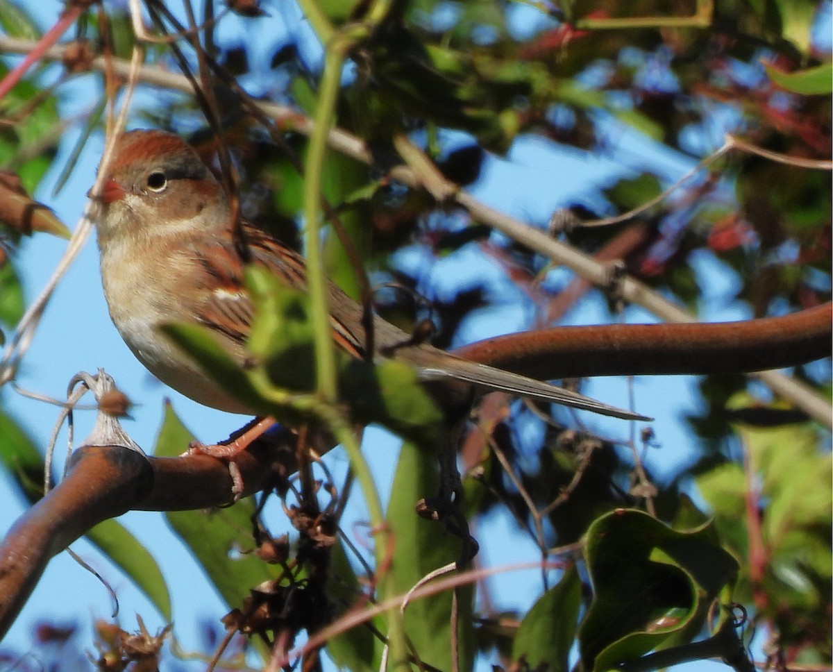 Field Sparrow - ML645195124