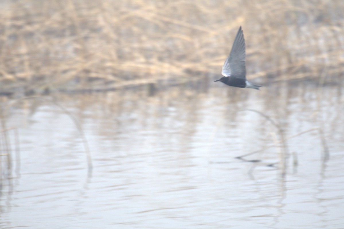 Black Tern - ML645195126