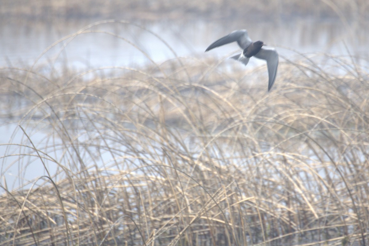 Black Tern - ML645195127