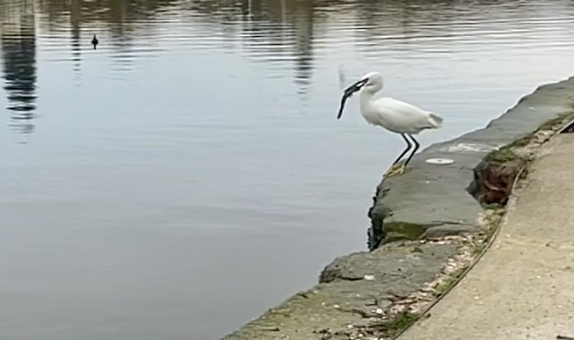Snowy Egret - ML645195129