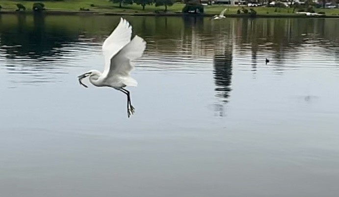 Snowy Egret - ML645195130
