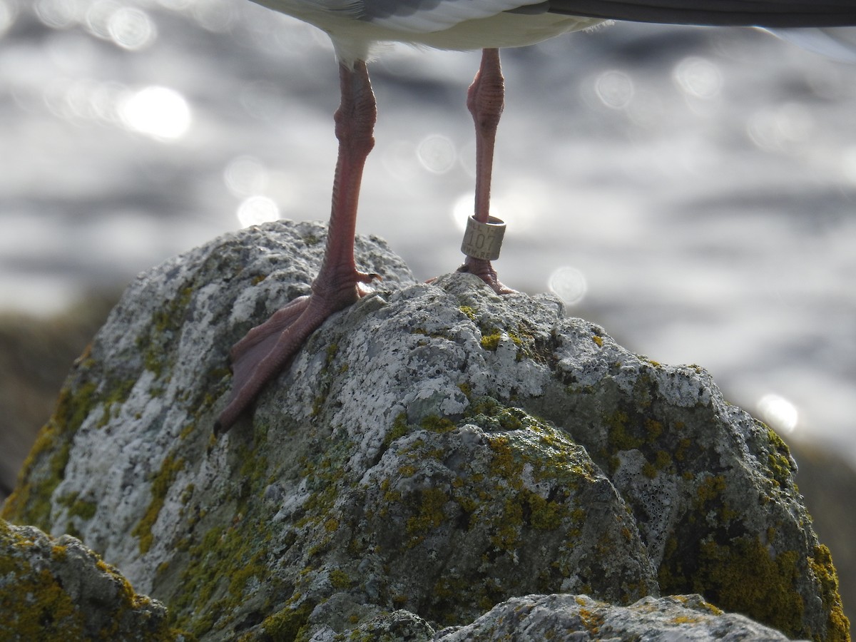 Glaucous-winged Gull - ML645195131
