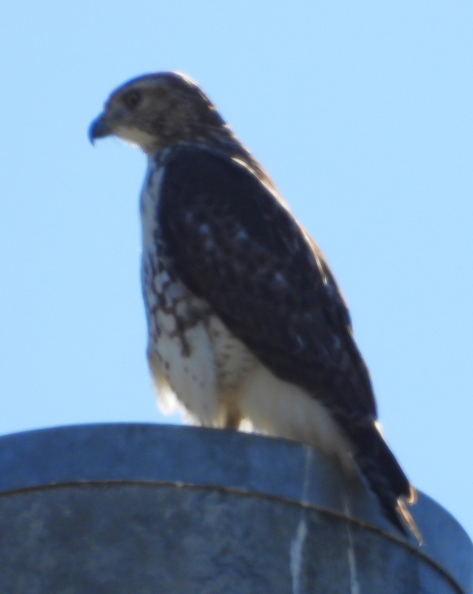 Red-tailed Hawk - ML645195134