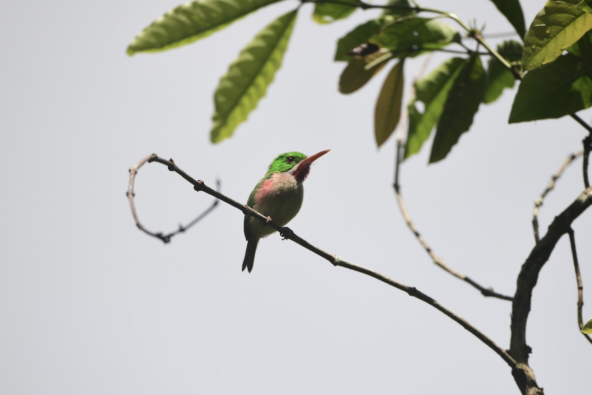 Broad-billed Tody - ML645195136