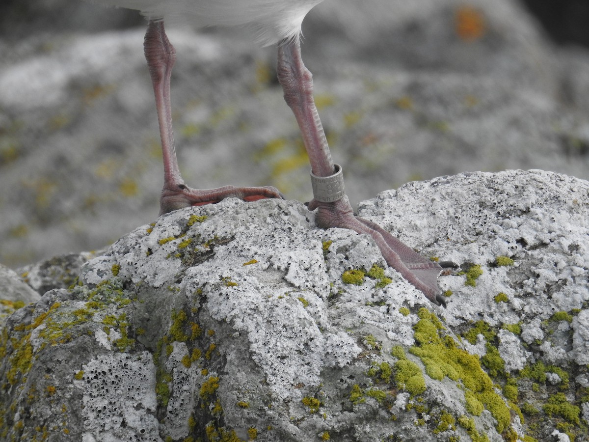 Glaucous-winged Gull - ML645195137