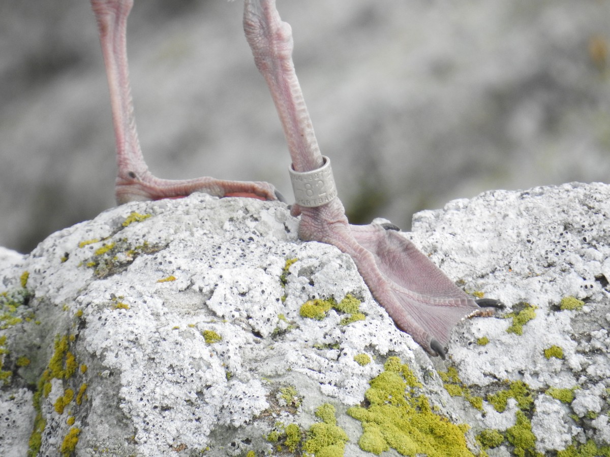 Glaucous-winged Gull - ML645195138