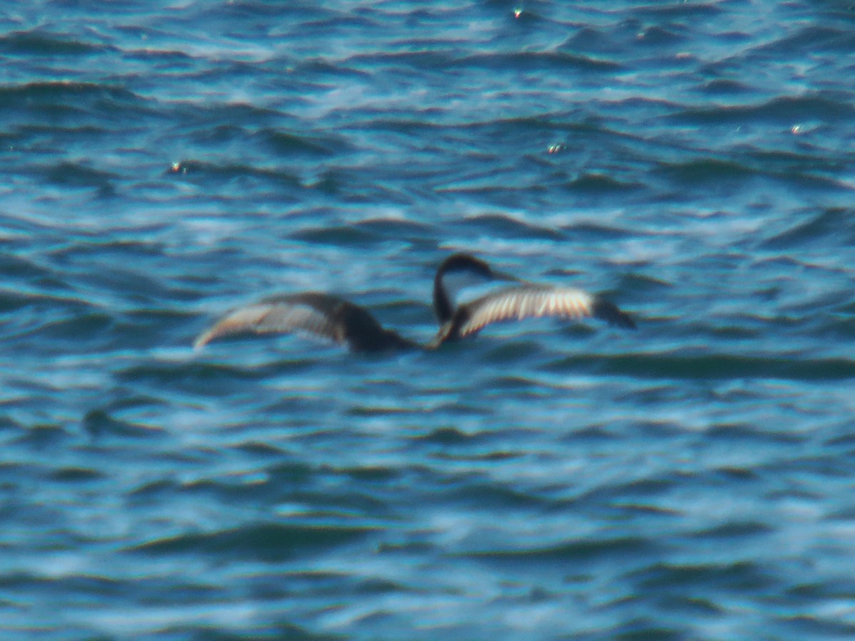 Western Grebe - ML645195142
