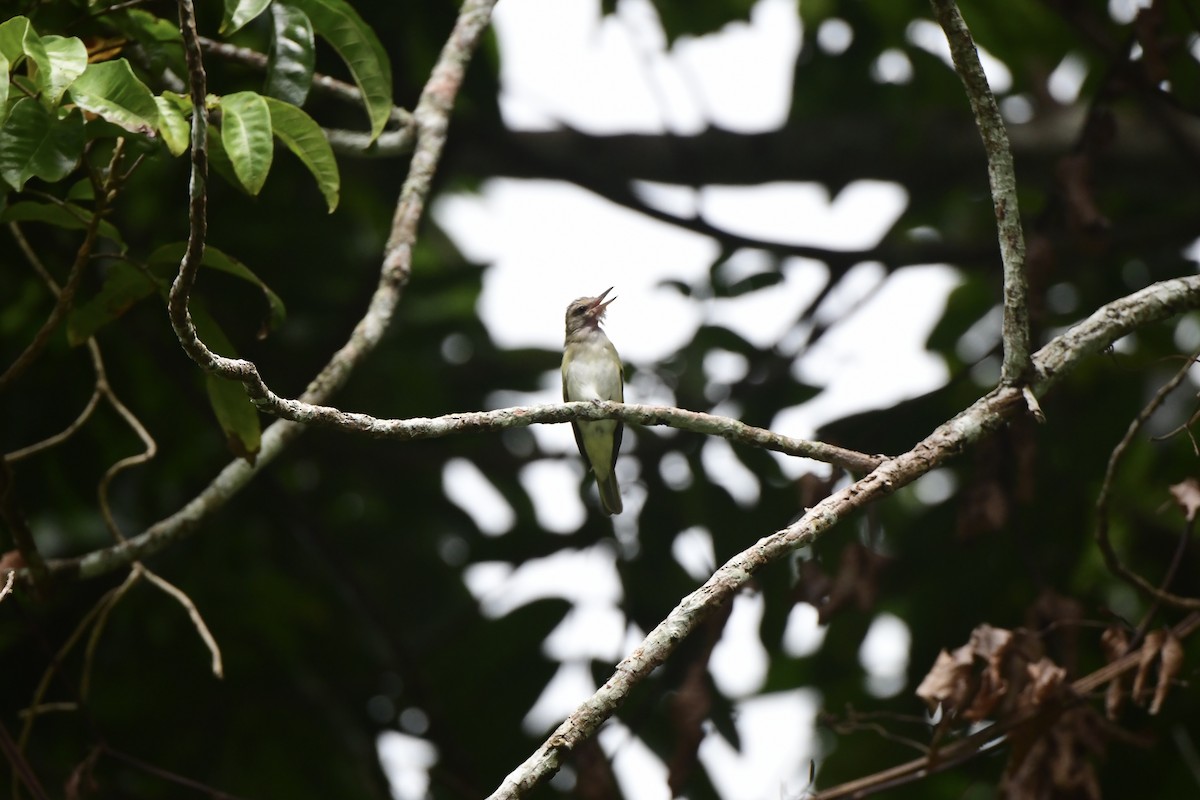 Black-whiskered Vireo - ML645195143