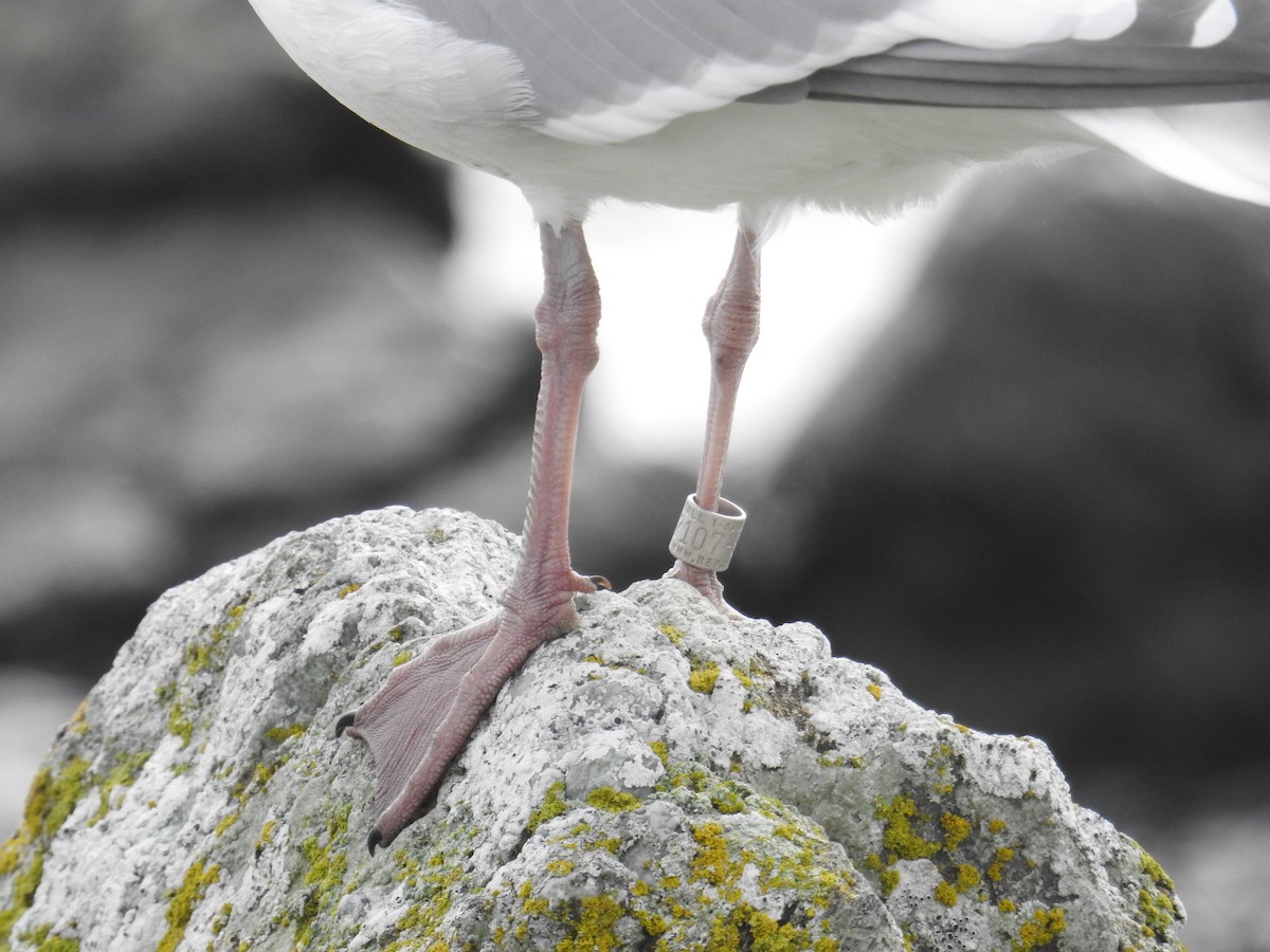 Glaucous-winged Gull - ML645195144