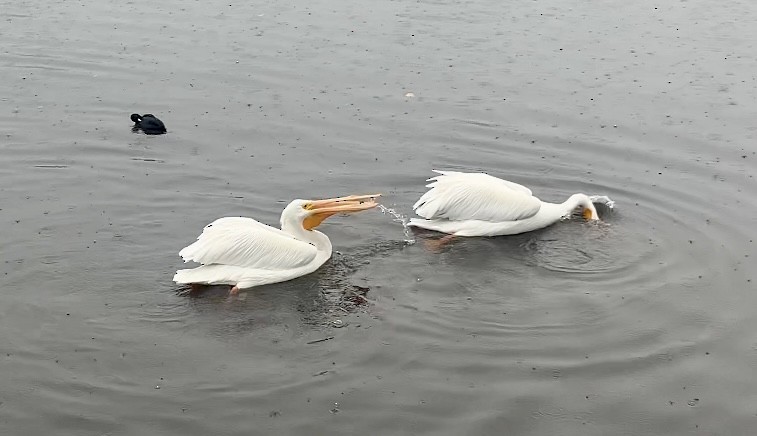 American White Pelican - ML645195145