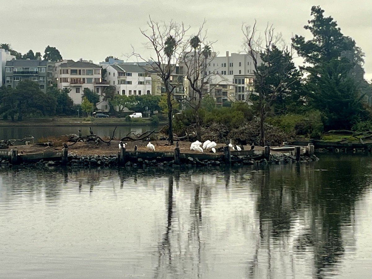 American White Pelican - ML645195146