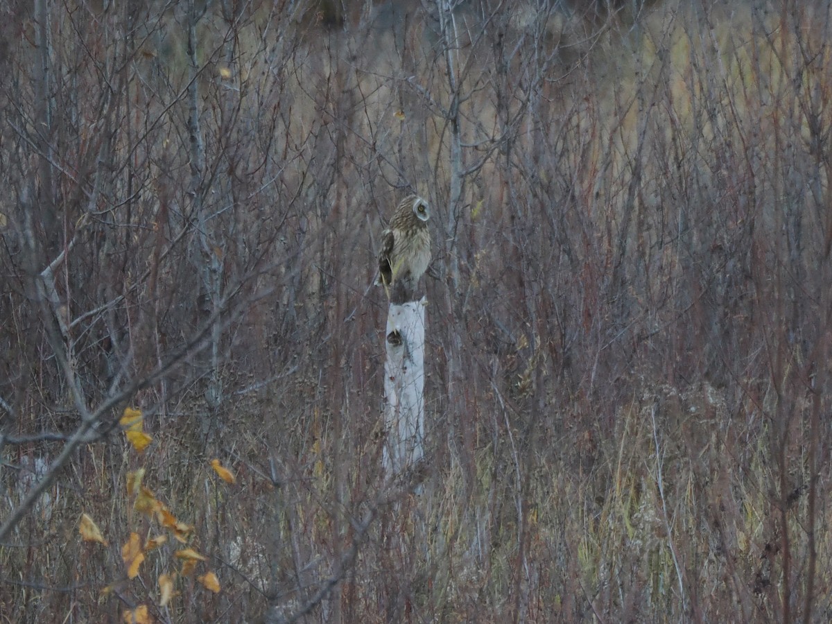 Хулгар гуйванга - ML645195147