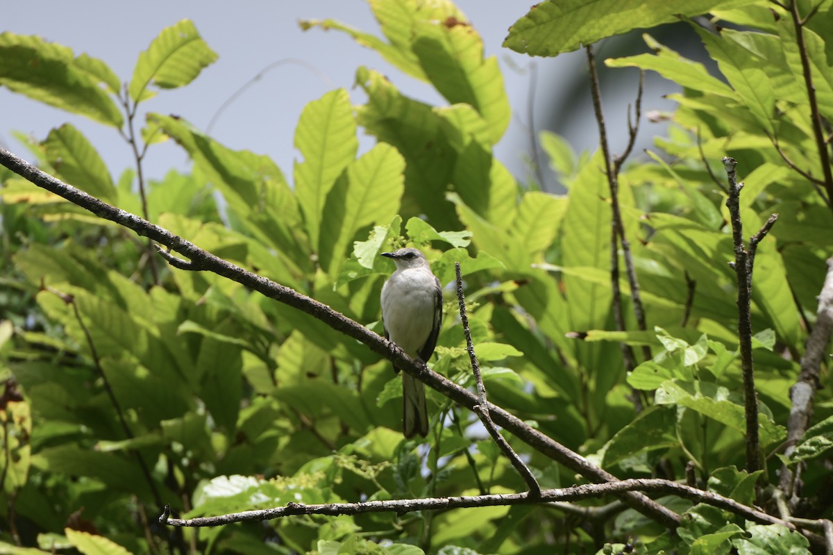 Northern Mockingbird - ML645195148