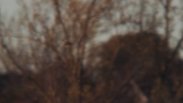 Хулгар гуйванга - ML645195149