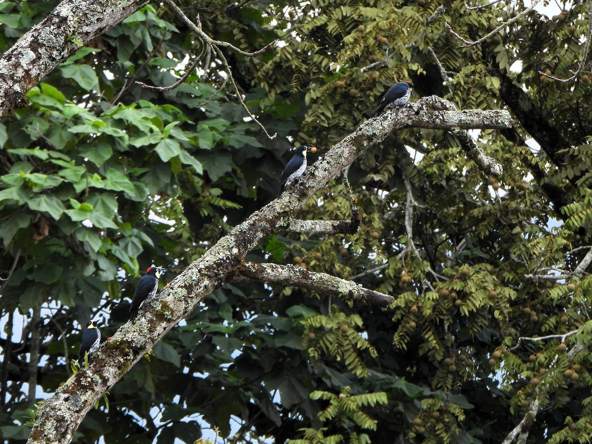 Acorn Woodpecker - ML645195150