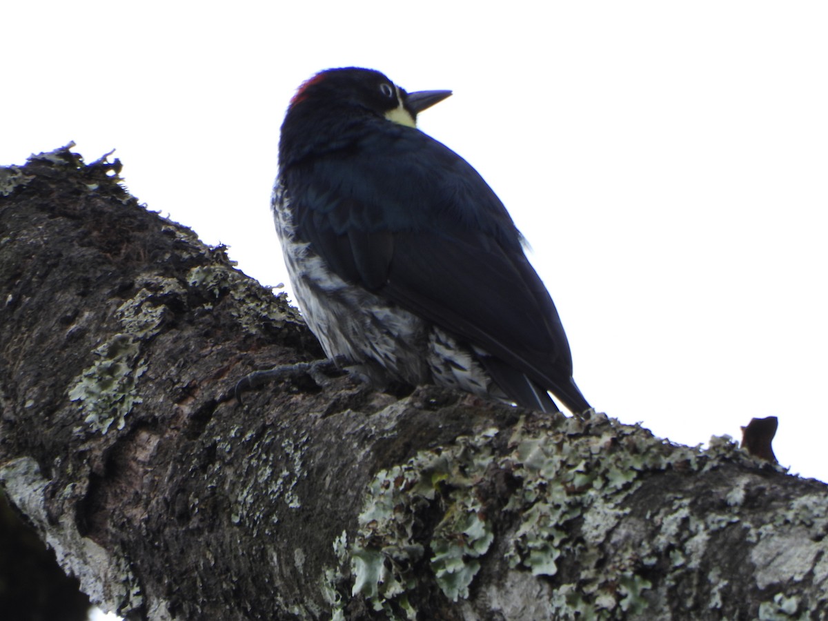 Acorn Woodpecker - ML645195151