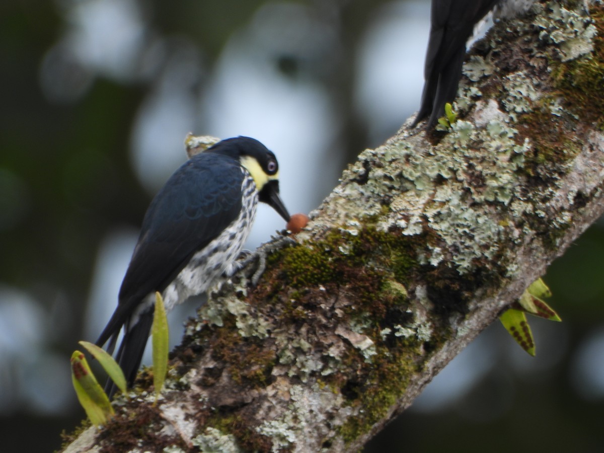 Acorn Woodpecker - ML645195152