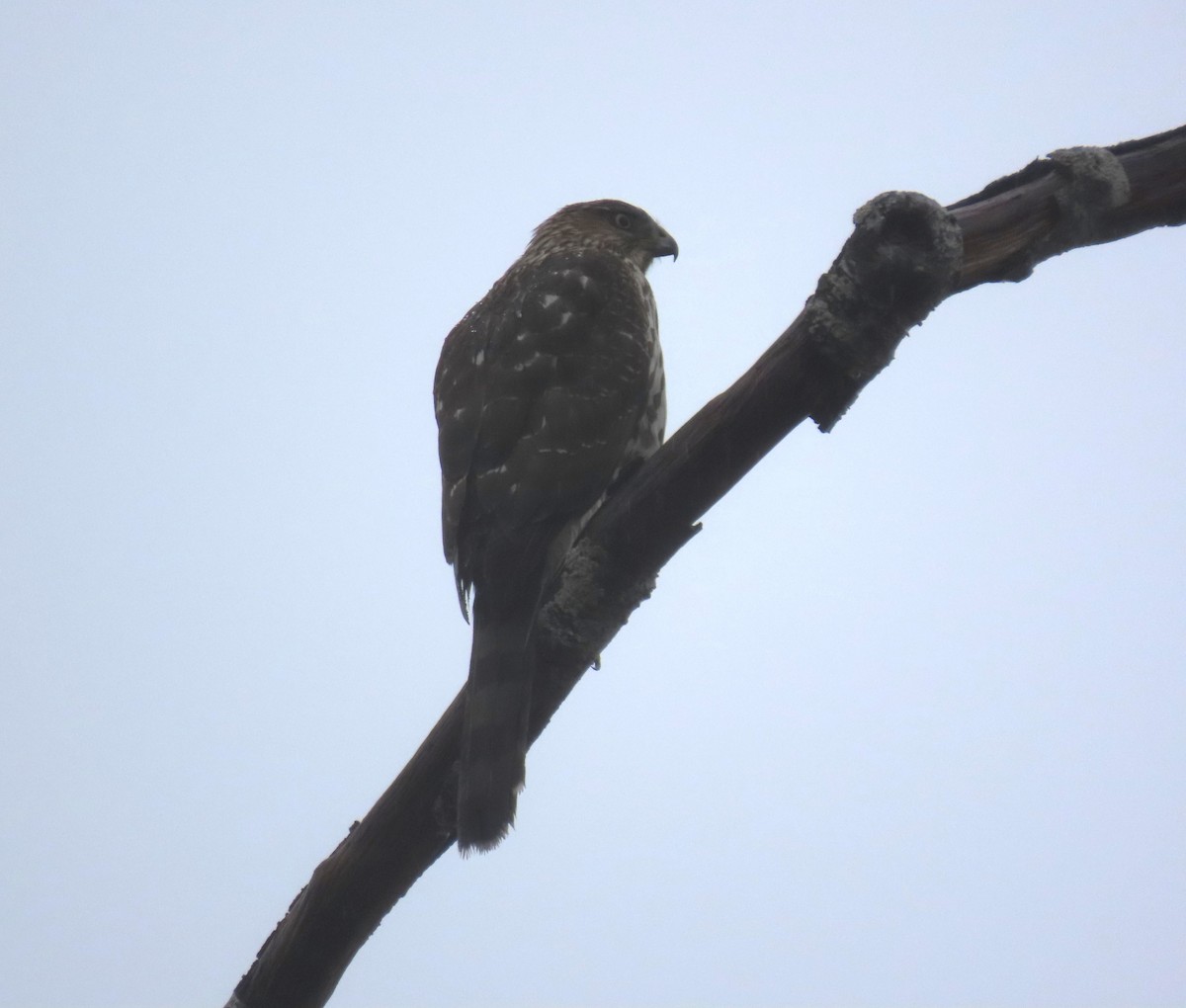 Cooper's Hawk - ML645195153