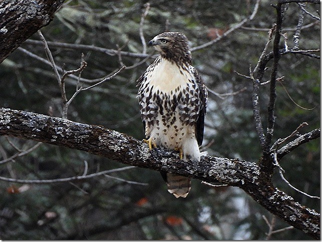 Red-tailed Hawk - ML645195154