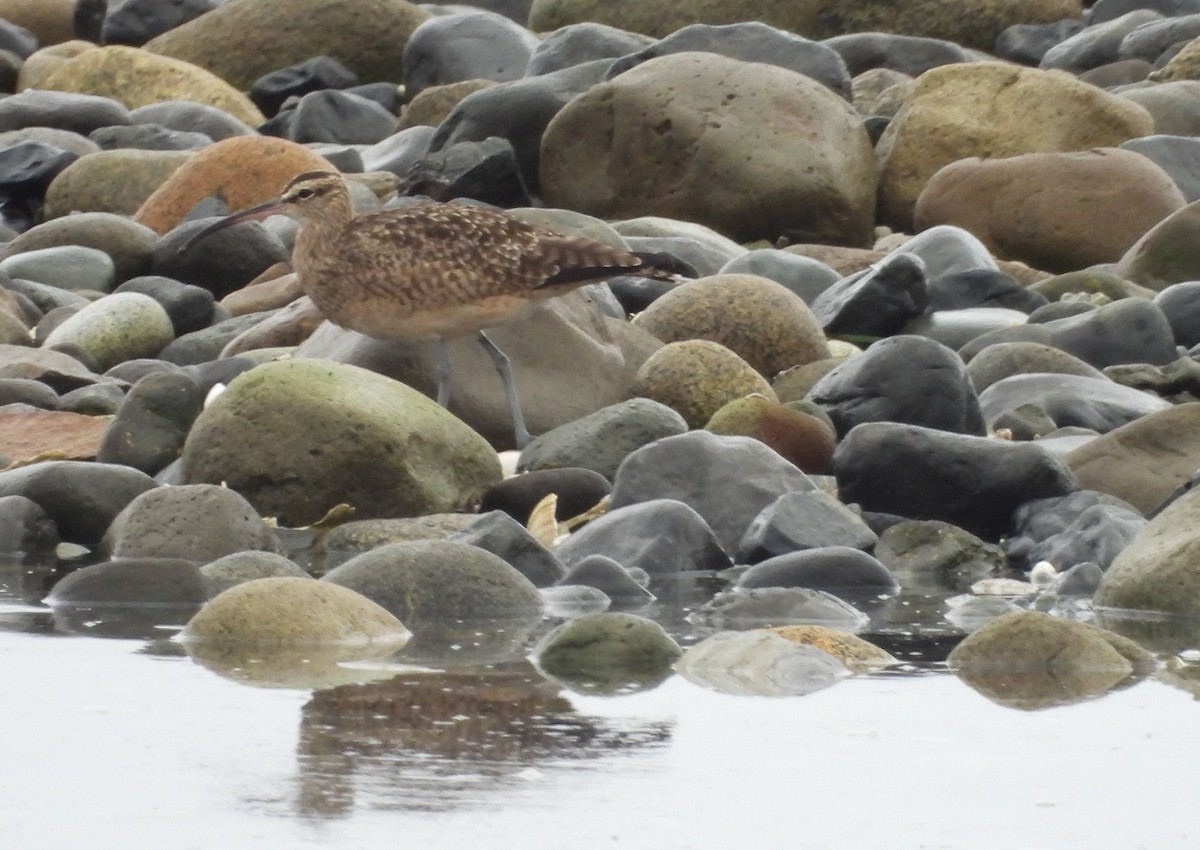 Hudsonian Whimbrel - ML645195162