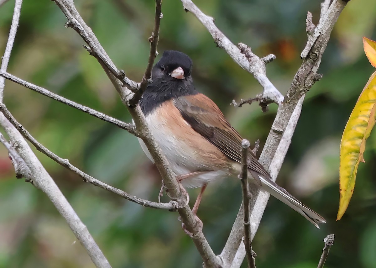 Dark-eyed Junco - ML645195163