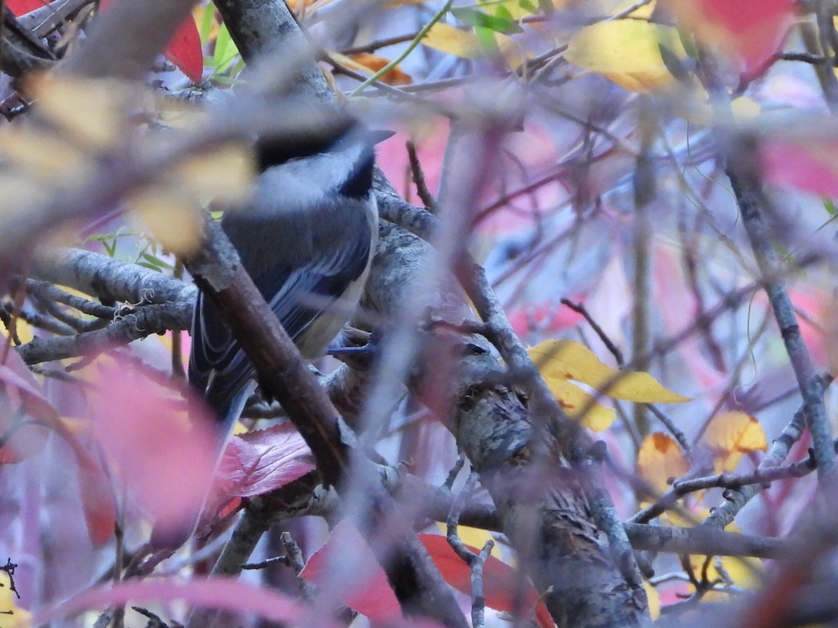 Гаїчка світлокрила - ML645195170