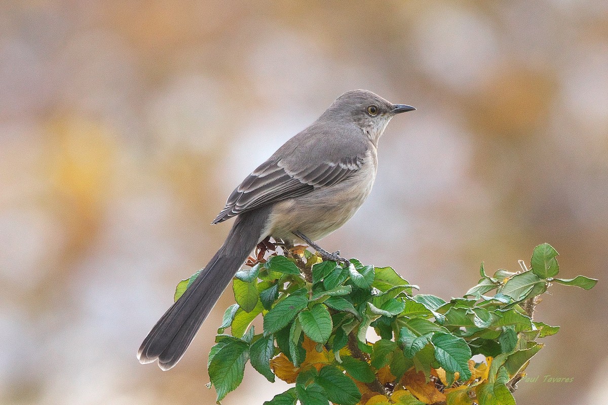 Northern Mockingbird - ML645195172