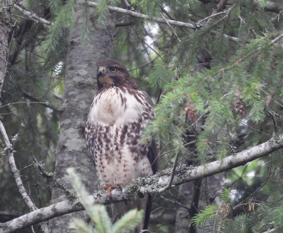 Red-tailed Hawk - ML645195179