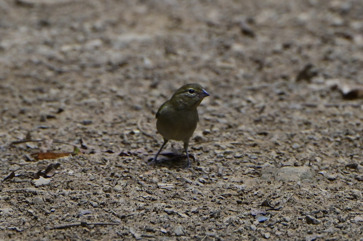 Yellow-faced Grassquit - ML645195193
