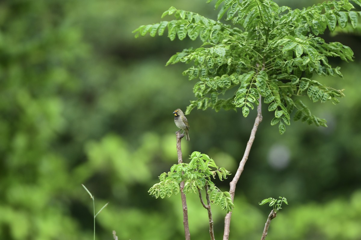 Yellow-faced Grassquit - ML645195194