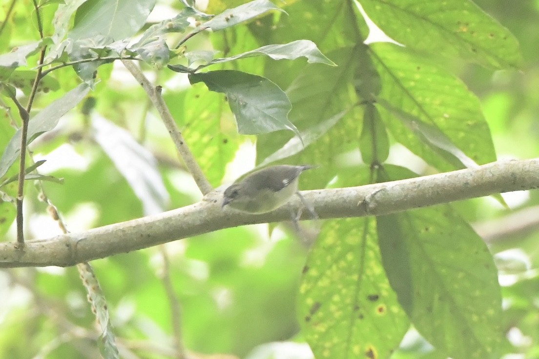 Bananaquit - ML645195202