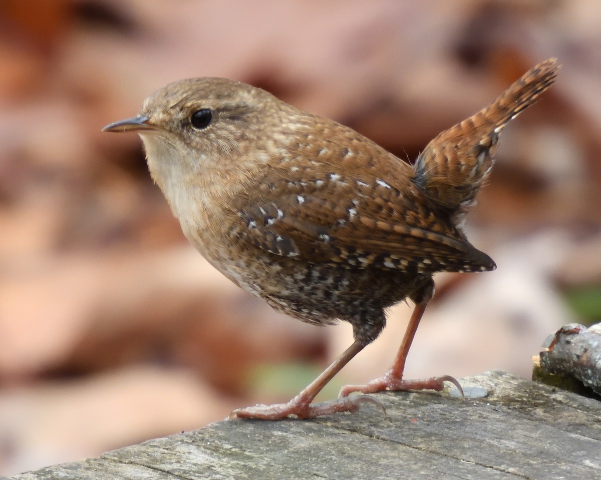 Winter Wren - ML645195204