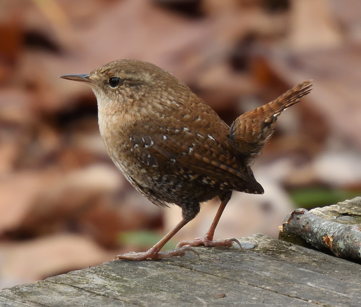 Winter Wren - ML645195205