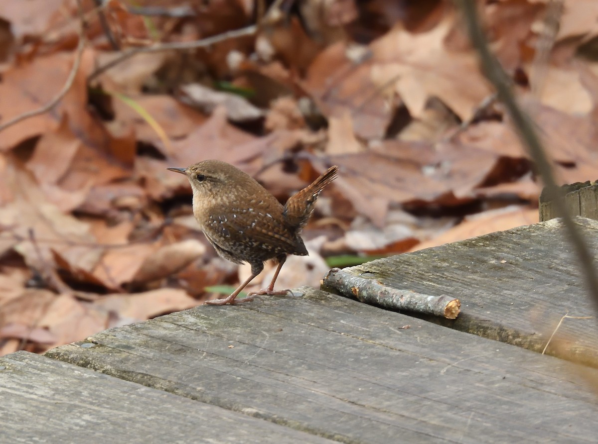 Winter Wren - ML645195206