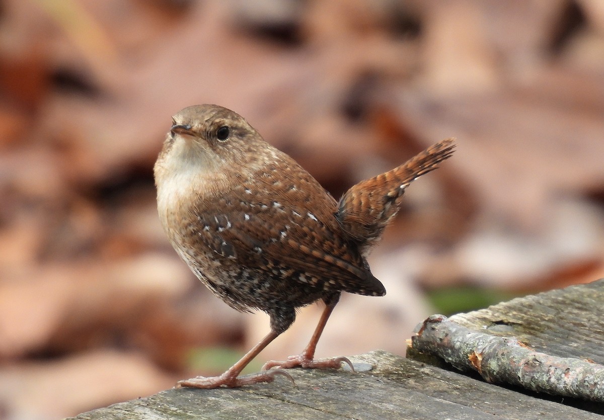 Winter Wren - ML645195207
