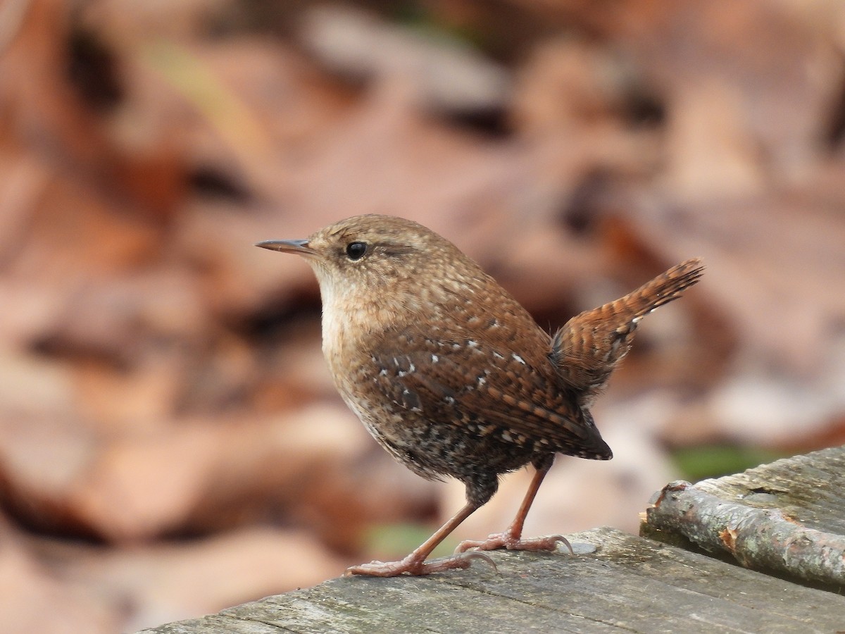 Winter Wren - ML645195208