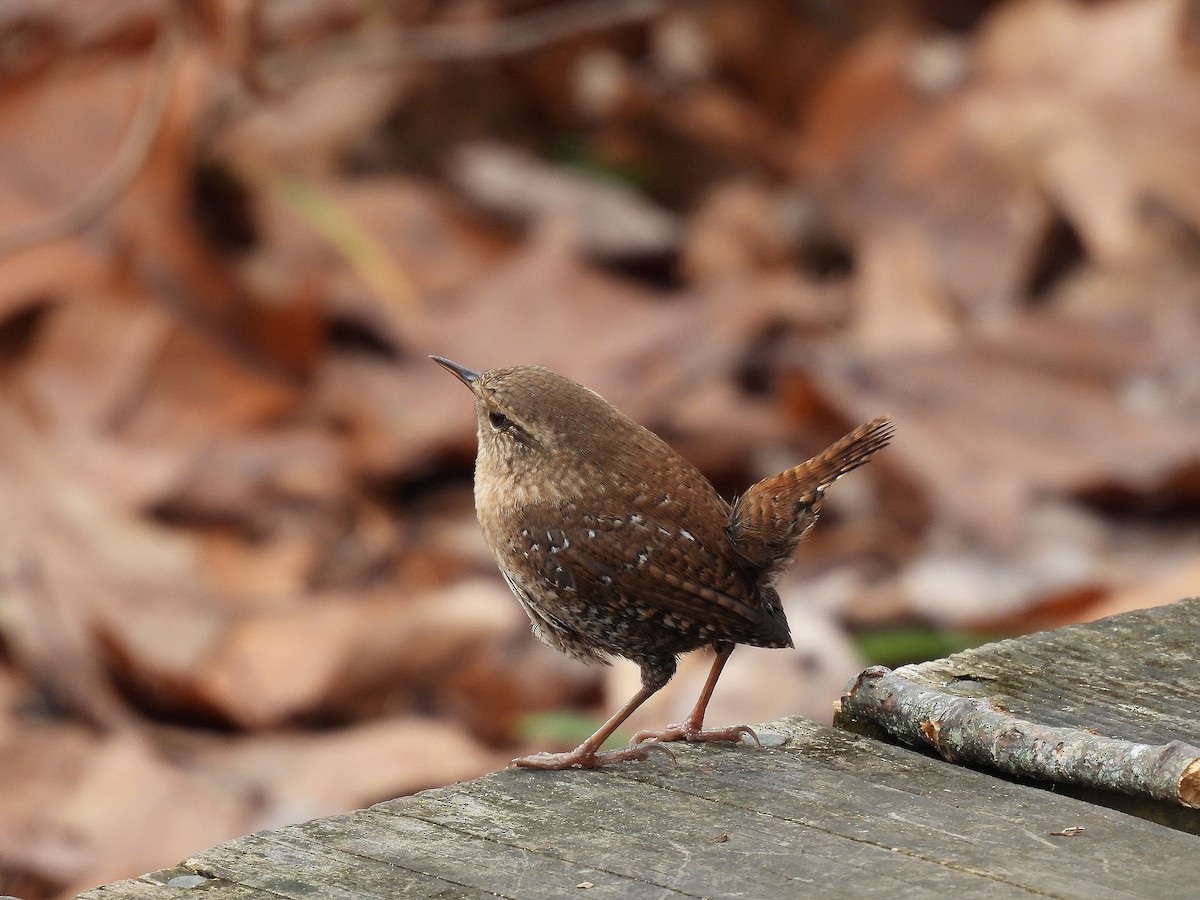 Winter Wren - ML645195209