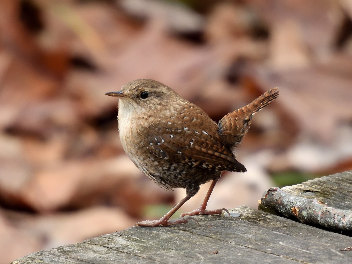 Winter Wren - ML645195210