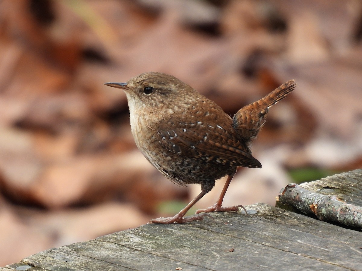 Winter Wren - ML645195211