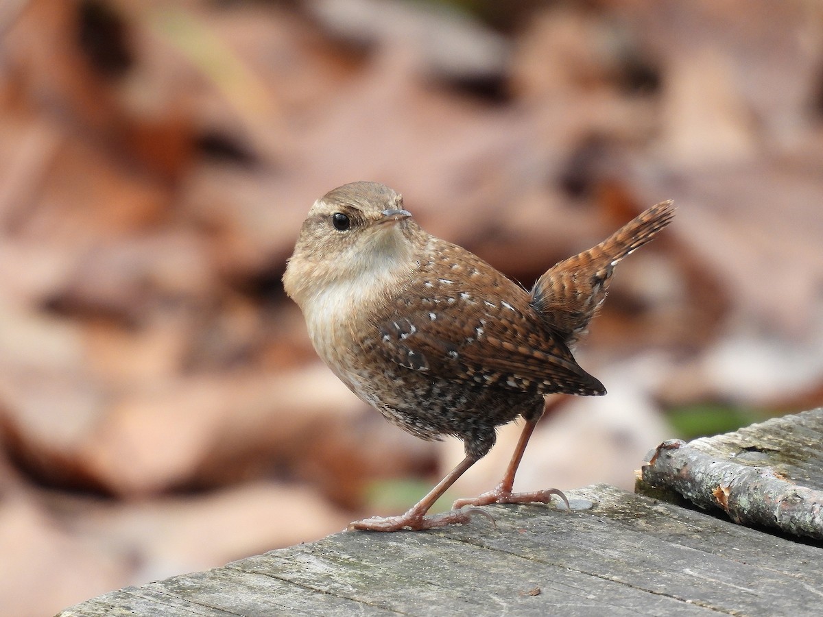 Winter Wren - ML645195212