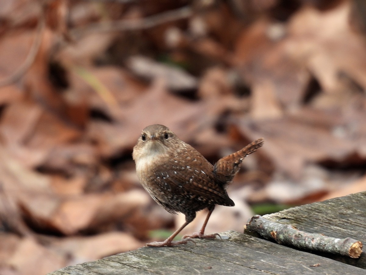 Winter Wren - ML645195213